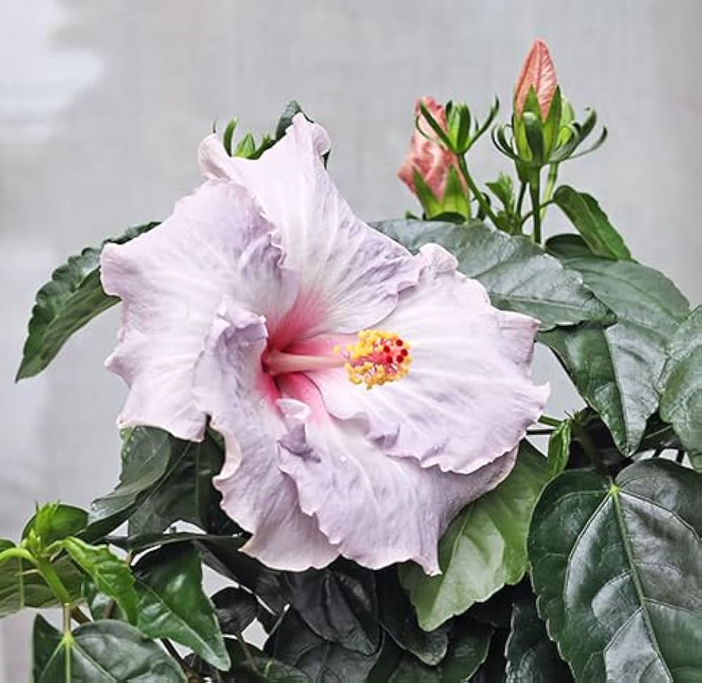 Amazon.co.jp: 【値下げSALE】鉢花 ハイビスカス ニューロング